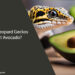 Can Leopard Geckos Eat Avocado