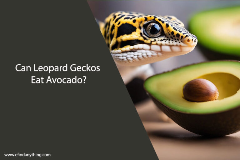 Can Leopard Geckos Eat Avocado