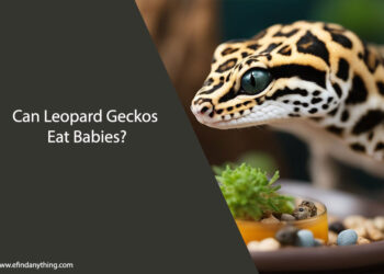 Can Leopard Geckos Eat Babies