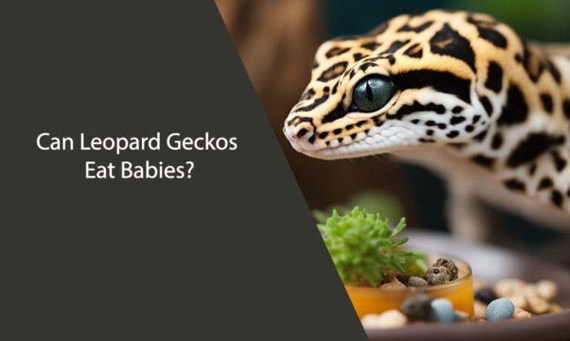Can Leopard Geckos Eat Babies?