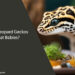 Can Leopard Geckos Eat Babies