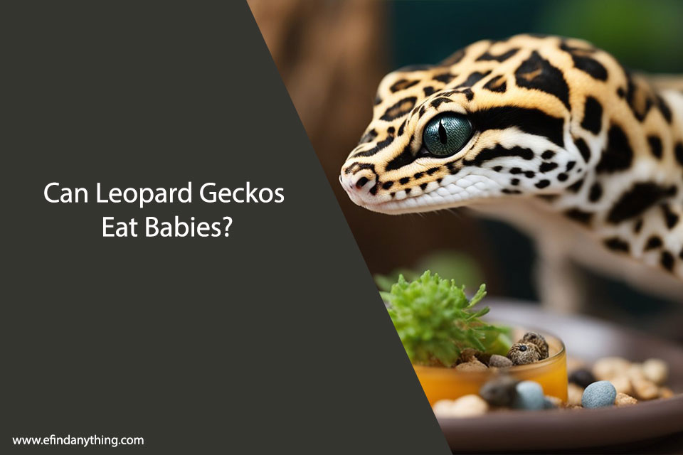 Can Leopard Geckos Eat Babies