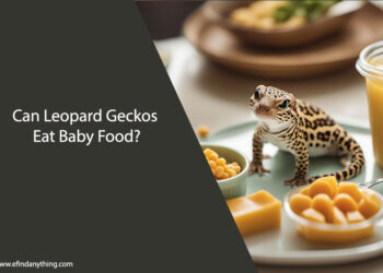 Can Leopard Geckos Eat Baby Food