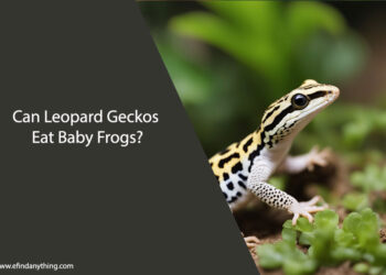 Can Leopard Geckos Eat Baby Frogs