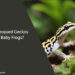 Can Leopard Geckos Eat Baby Frogs