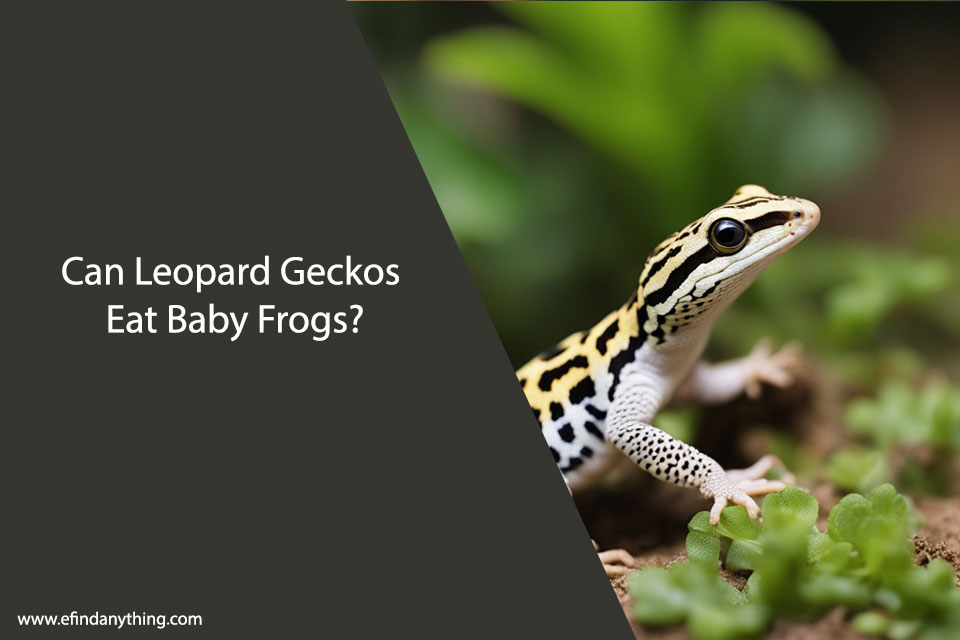 Can Leopard Geckos Eat Baby Frogs