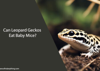 Can Leopard Geckos Eat Baby Mice