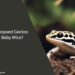 Can Leopard Geckos Eat Baby Mice
