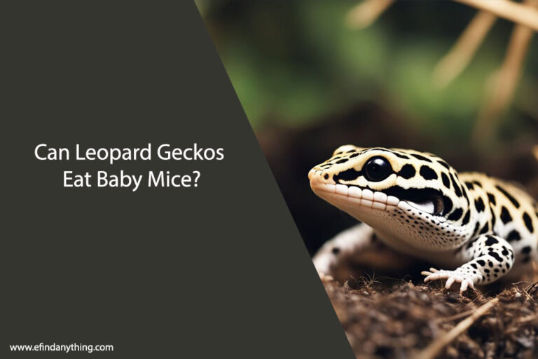 Can Leopard Geckos Eat Baby Mice