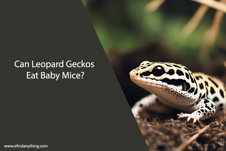 Can Leopard Geckos Eat Baby Mice