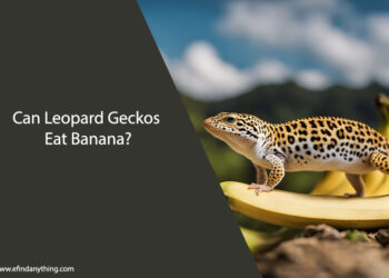 Can Leopard Geckos Eat Banana