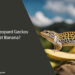 Can Leopard Geckos Eat Banana