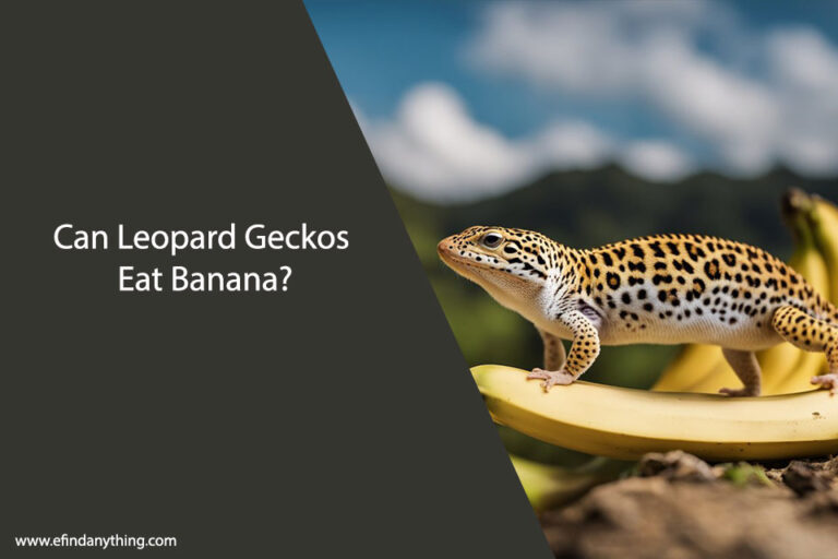 Can Leopard Geckos Eat Banana