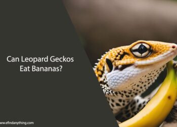 Can Leopard Geckos Eat Bananas