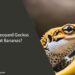 Can Leopard Geckos Eat Bananas