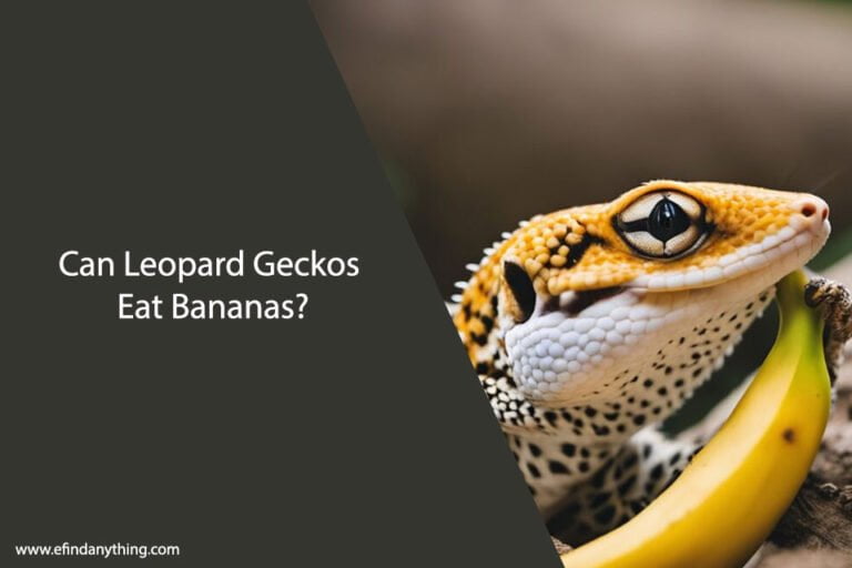 Can Leopard Geckos Eat Bananas