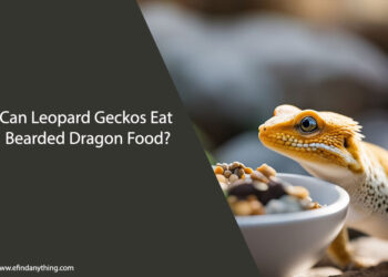 Can Leopard Geckos Eat Bearded Dragon Food