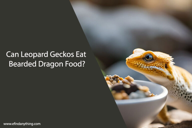 Can Leopard Geckos Eat Bearded Dragon Food