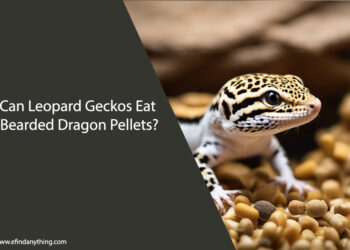 Can Leopard Geckos Eat Bearded Dragon Pellets