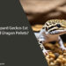 Can Leopard Geckos Eat Bearded Dragon Pellets
