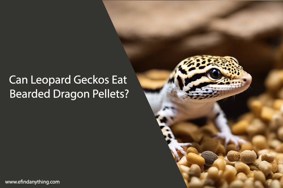 Can Leopard Geckos Eat Bearded Dragon Pellets