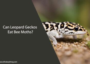 Can Leopard Geckos Eat Bee Moths