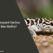 Can Leopard Geckos Eat Bee Moths