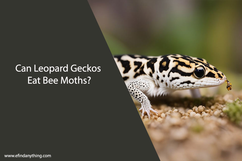 Can Leopard Geckos Eat Bee Moths