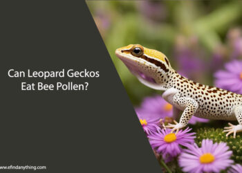 Can Leopard Geckos Eat Bee Pollen
