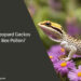 Can Leopard Geckos Eat Bee Pollen