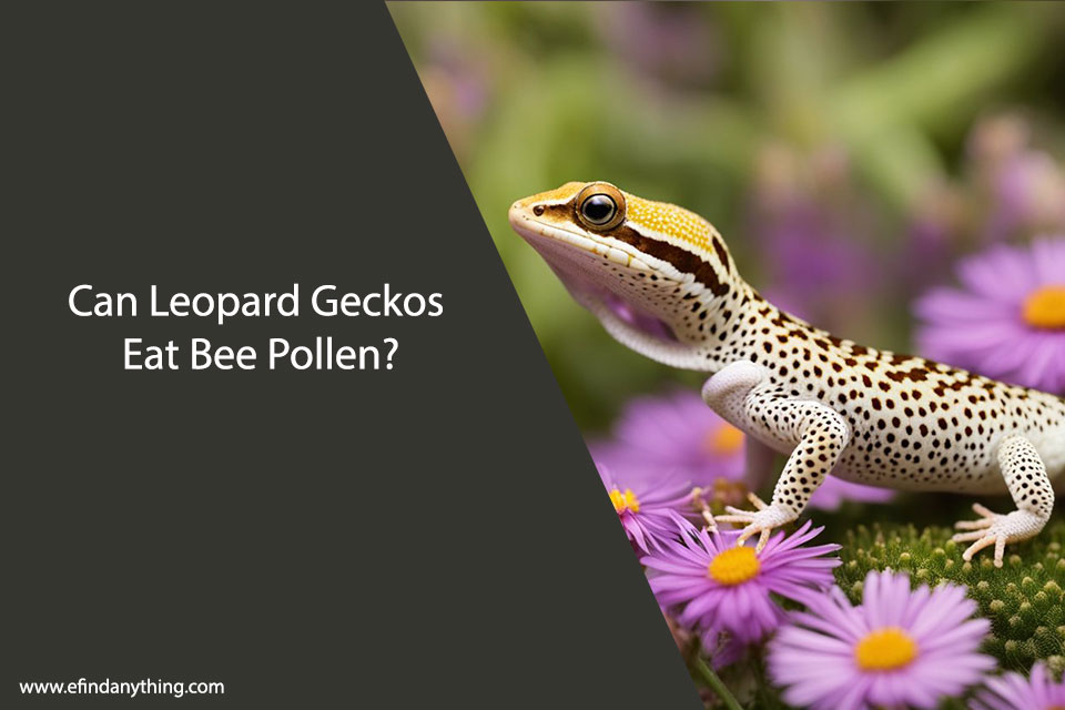 Can Leopard Geckos Eat Bee Pollen