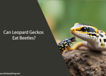 Can Leopard Geckos Eat Beetles