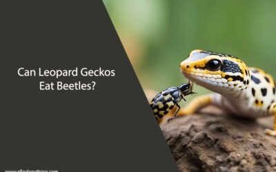 Can Leopard Geckos Eat Beetles?