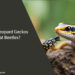 Can Leopard Geckos Eat Beetles