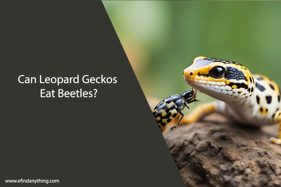 Can Leopard Geckos Eat Beetles