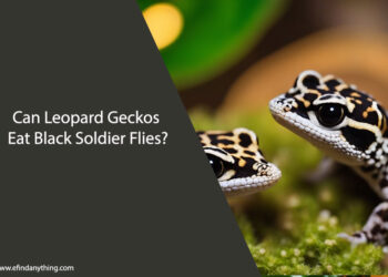 Can Leopard Geckos Eat Black Soldier Flies
