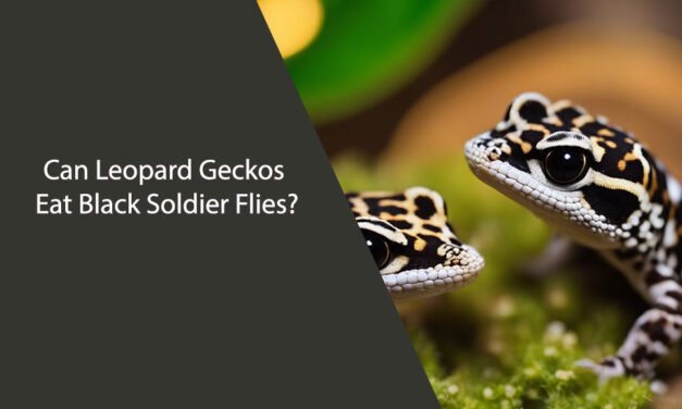 Can Leopard Geckos Eat Black Soldier Flies?