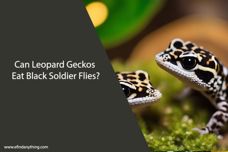 Can Leopard Geckos Eat Black Soldier Flies