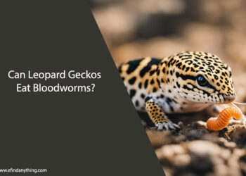 Can Leopard Geckos Eat Bloodworms
