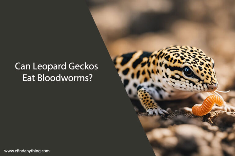 Can Leopard Geckos Eat Bloodworms