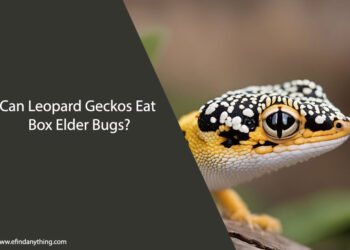Can Leopard Geckos Eat Box Elder Bugs