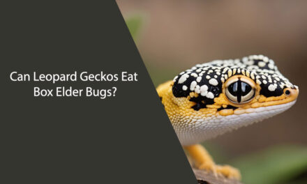 Can Leopard Geckos Eat Box Elder Bugs?