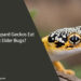 Can Leopard Geckos Eat Box Elder Bugs