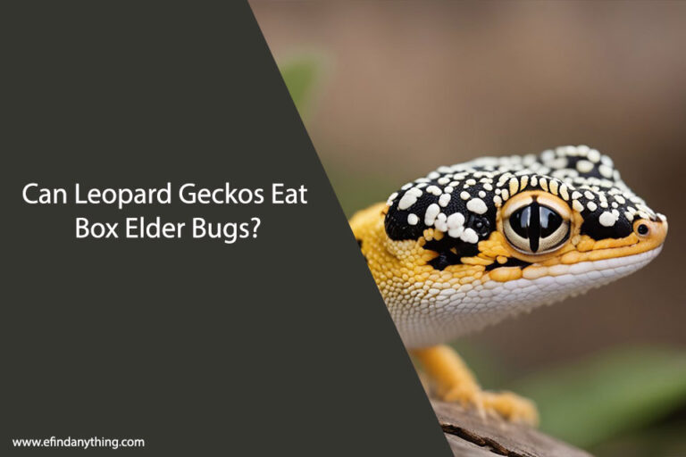 Can Leopard Geckos Eat Box Elder Bugs