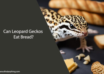 Can Leopard Geckos Eat Bread