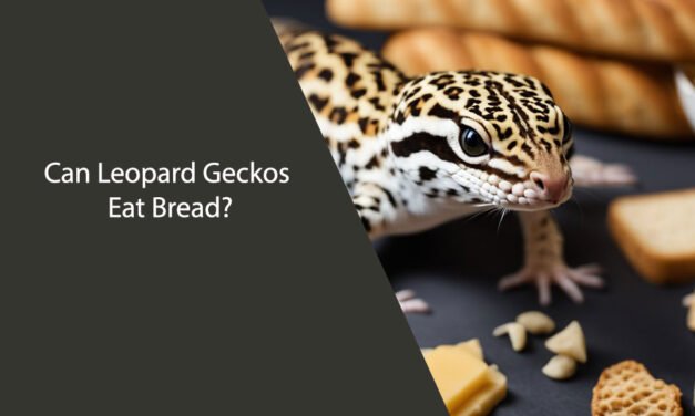Can Leopard Geckos Eat Bread?