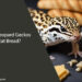 Can Leopard Geckos Eat Bread