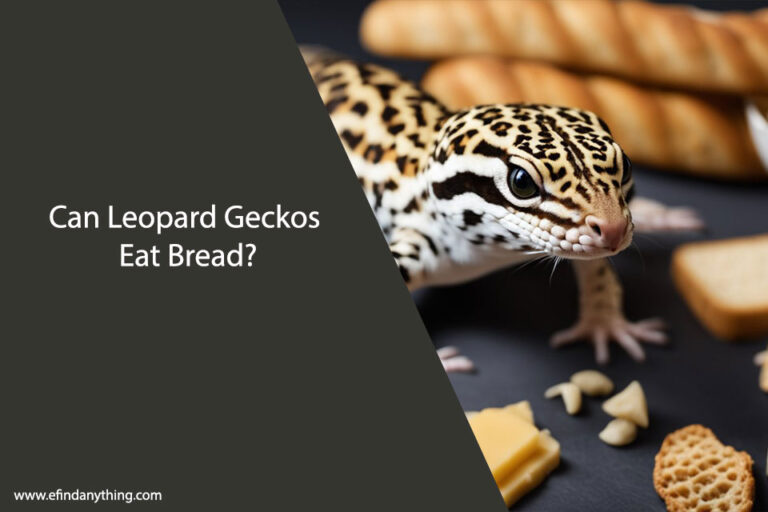 Can Leopard Geckos Eat Bread