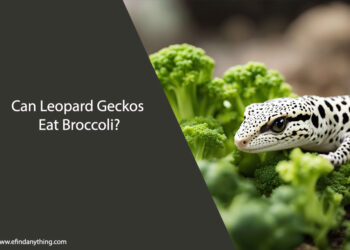 Can Leopard Geckos Eat Broccoli