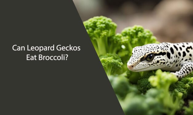 Can Leopard Geckos Eat Broccoli?